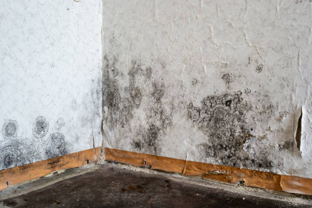 Best Mold Removal Near Me  in Stokesdale, NC